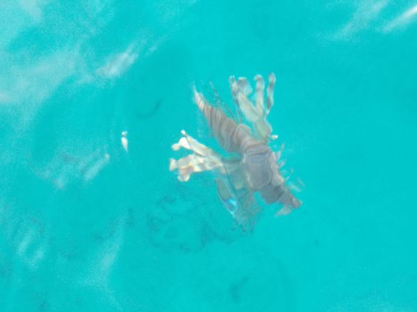 Myrkyllinen kala (Pterois miles, engl. lionfish, suomeksi ilmeisesti skorpionisimppu laiturilta kuvattuna